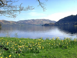 Daffodils by the lakeside - Lake District